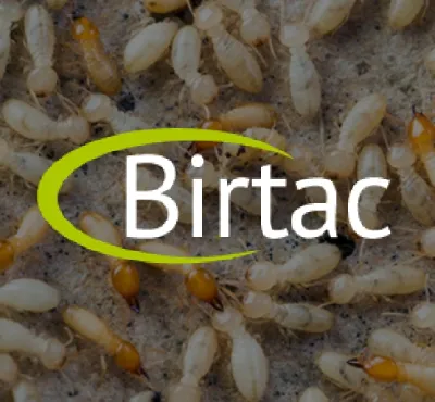 termitas akumal, fumigaciones y control de plagas