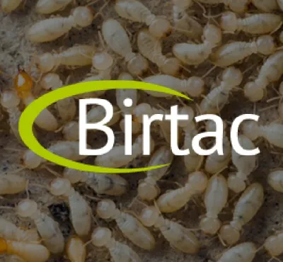 termitas Cozumel, fumigaciones y control de plagas