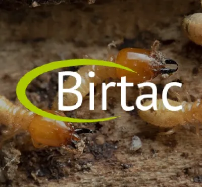 termitas holbox, fumigaciones y control de plagas