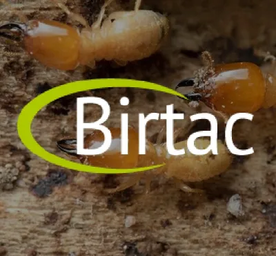 termitas Isla Mujeres, fumigaciones y control de plagas