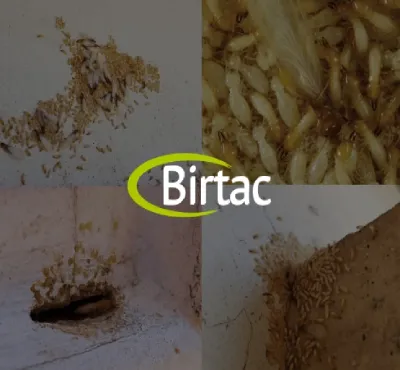 termitas Puerto Aventuras, fumigaciones y control de plagas