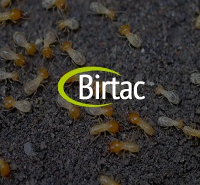 termitas Puerto Juarez, fumigaciones y control de plagas