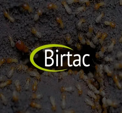 termitas Puerto Morelos, fumigaciones y control de plagas